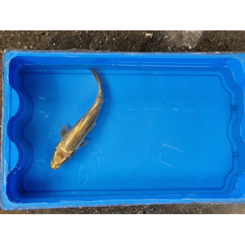 Carpe koi 20/23cm: n°16: koi ghost