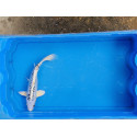 Carpe koi 20/23cm: n°17: koi métallique