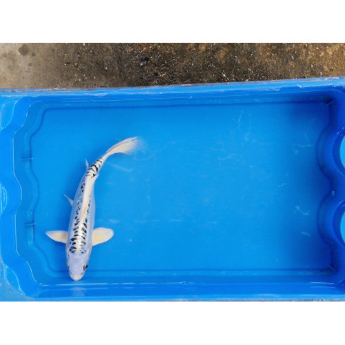 Carpe koi 20/23cm: n°17: koi métallique