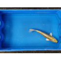 Carpe koi 20/23cm: n°18: koi métallique