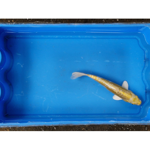 Carpe koi 20/23cm: n°18: koi métallique