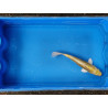 Carpe koi 20/23cm: n°18: koi métallique