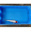 Carpe koi 20/23cm: n°19: tancho