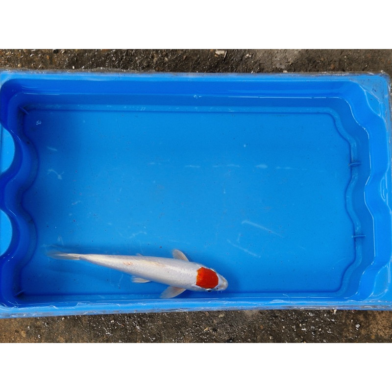 Carpe koi 20/23cm: n°19: tancho