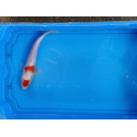 Carpe koi 20/23cm: n°21: koi doitsu