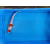 Carpe koi 20/23cm: n°21: koi doitsu