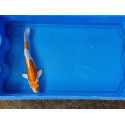 Carpe koi 20/23cm: n°22: doitsu hariwake