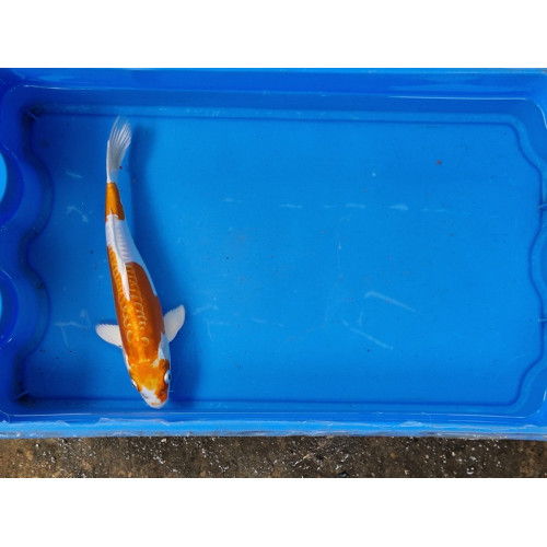 Carpe koi 20/23cm: n°22: doitsu hariwake