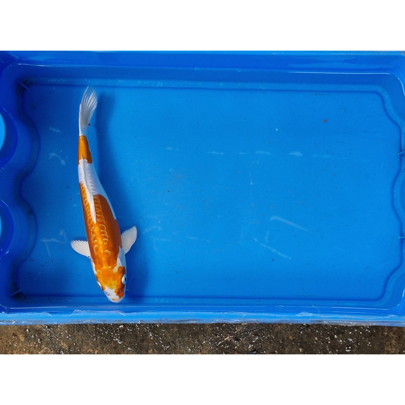 Carpe koi 20/23cm: n°22: doitsu hariwake