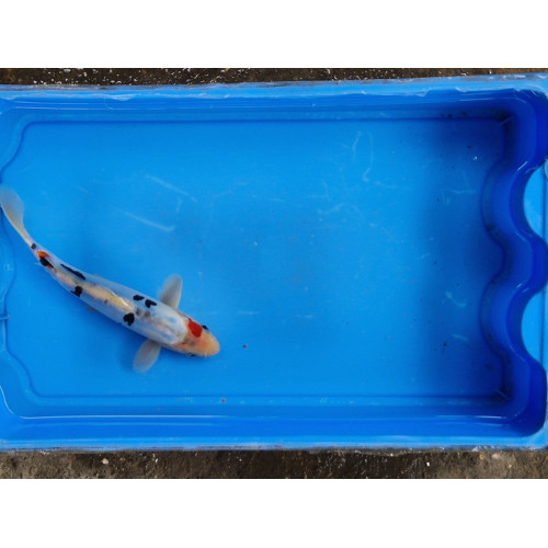 Carpe koi 20/23cm: n°23: koi doitsu