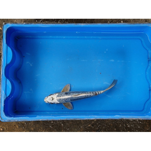 Carpe koi 20/23cm: n°24: koi métallique