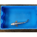 Carpe koi 20/23cm: n°24: koi métallique