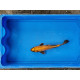 Carpe koi 20/23cm: n°25: ki utsuri