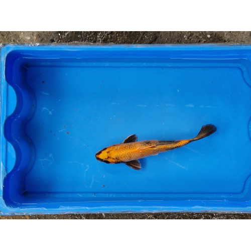 Carpe koi 20/23cm: n°25: ki utsuri