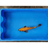 Carpe koi 20/23cm: n°25: ki utsuri