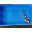 Carpe koi 20/23cm: n°26: doitsu hariwake