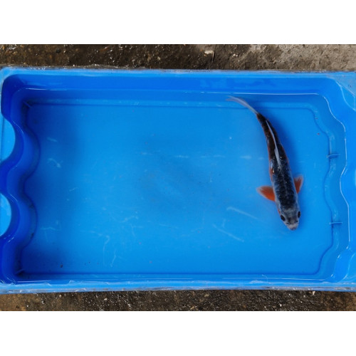 Carpe koi 20/23cm: n°27: shusui