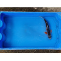 Carpe koi 20/23cm: n°27: shusui