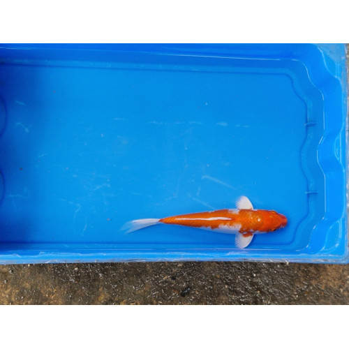 Carpe koi 20/23cm: n°28: hariwake