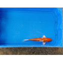 Carpe koi 20/23cm: n°28: hariwake