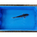 Carpe koi 20/23cm: n°29
