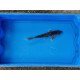 Carpe koi 20/23cm: n°29