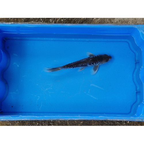Carpe koi 20/23cm: n°29