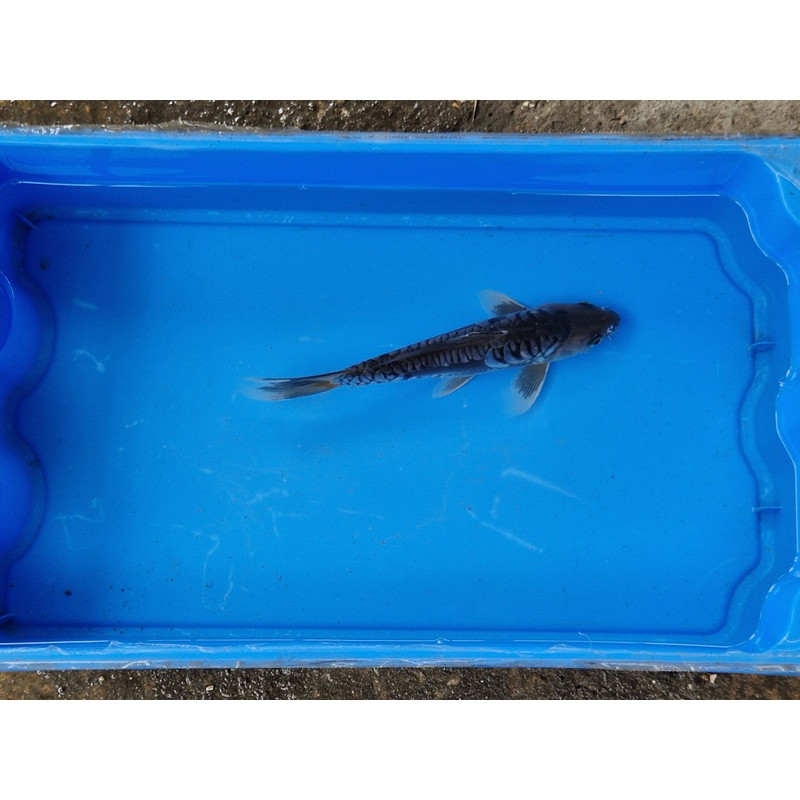 Carpe koi 20/23cm: n°29