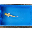 Carpe koi 20/23cm: n°30: yamabuki