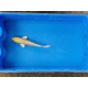 Carpe koi 20/23cm: n°30: yamabuki