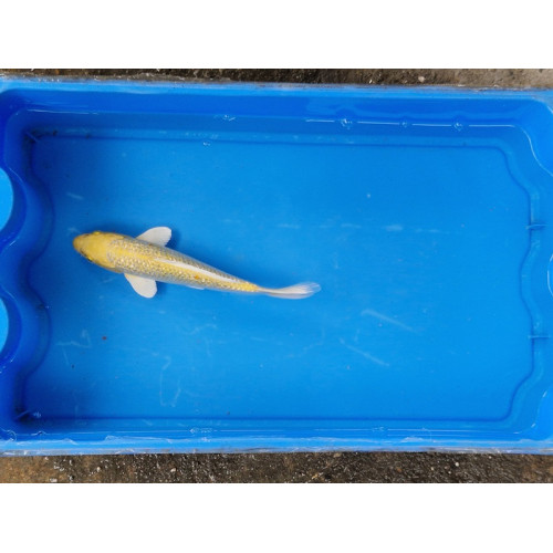 Carpe koi 20/23cm: n°30: yamabuki