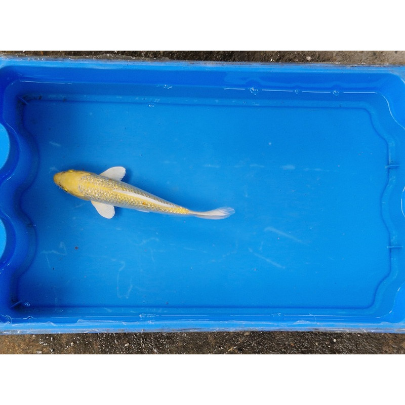 Carpe koi 20/23cm: n°30: yamabuki