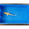 Carpe koi 20/23cm: n°30: yamabuki