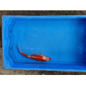 Carpe koi 20/23cm: n°31: koi doitsu