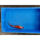 Carpe koi 20/23cm: n°31: koi doitsu