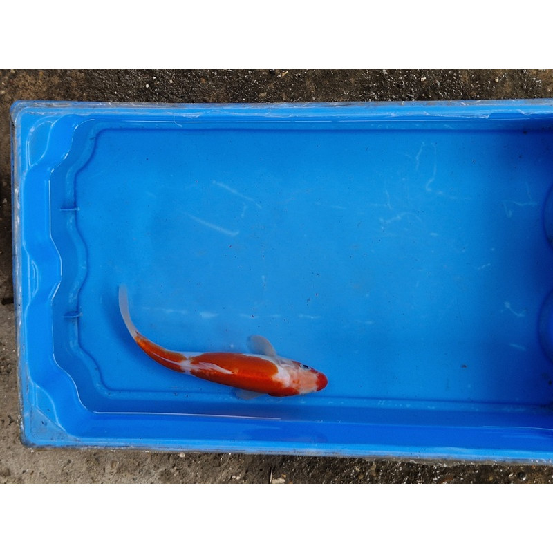 Carpe koi 20/23cm: n°31: koi doitsu