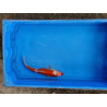 Carpe koi 20/23cm: n°31: koi doitsu