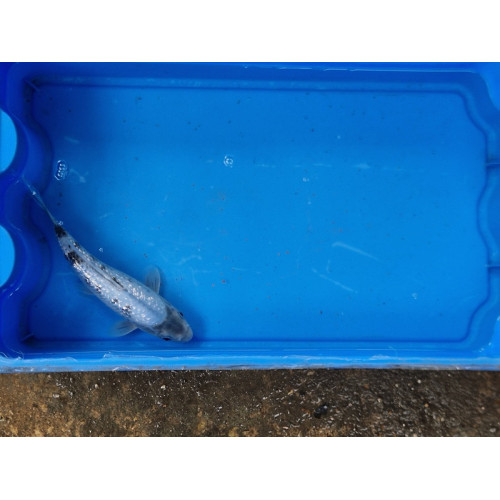 Carpe koi 20/23cm: n°32: koi ginrin