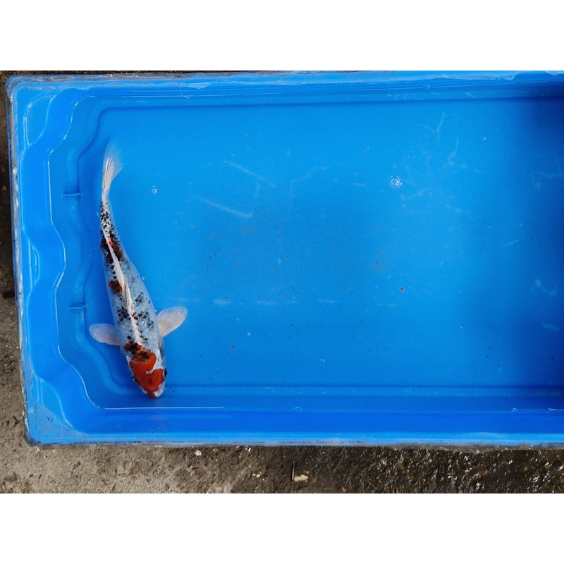 Carpe koi 20/23cm:n°33