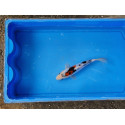 Carpe koi 20/23cm: n°34: koi doitsu