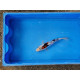 Carpe koi 20/23cm: n°34: koi doitsu
