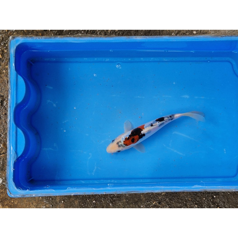 Carpe koi 20/23cm: n°34: koi doitsu