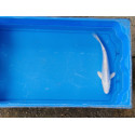 Carpe koi 20/23cm: n°35: doitsu platinium