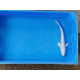 Carpe koi 20/23cm: n°35: doitsu platinium