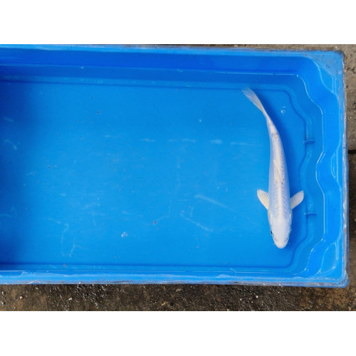 Carpe koi 20/23cm: n°35: doitsu platinium