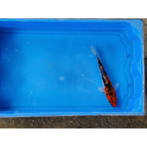 Carpe koi 20/23cm: n°36