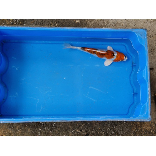 Carpe koi 20/23cm: n°37
