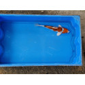 Carpe koi 20/23cm: n°37