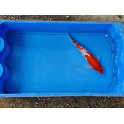 Carpe koi 20/23cm: n°38: kohaku