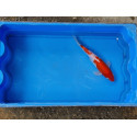 Carpe koi 20/23cm: n°38: kohaku